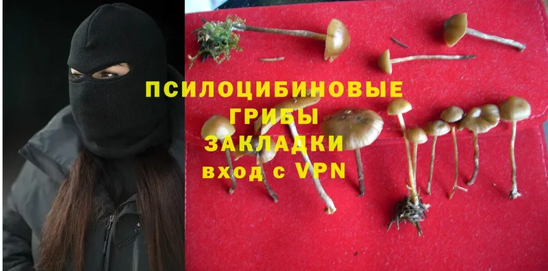 хочу наркоту  Выкса  Псилоцибиновые грибы Magic Shrooms 